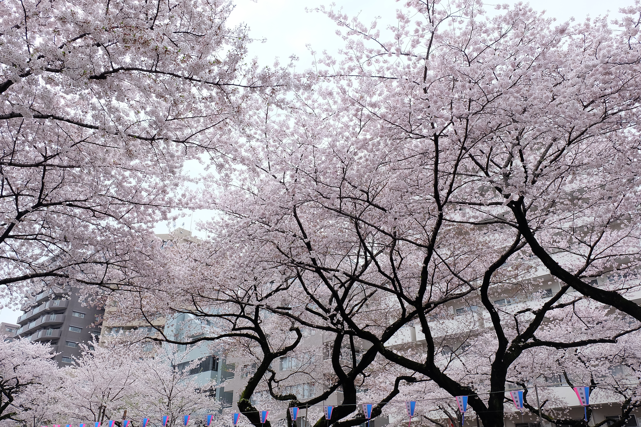 空を花が覆い尽くす播磨坂さくら並木 Harimazaka Cherry Blossom Ave Kunpootle