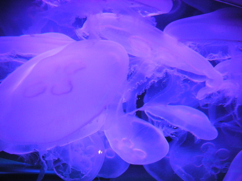 Jellyfish / Academy of Sciences